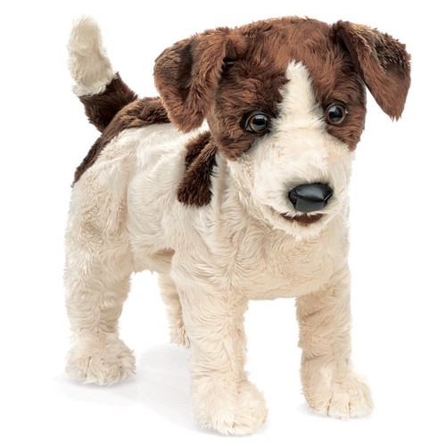 Jack russell terrier hund - russell,
