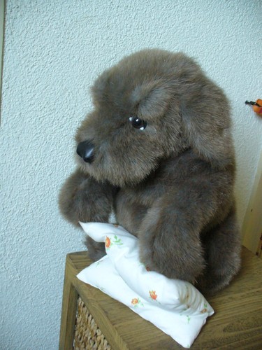 Sitzender hund von - hund, folkmanis